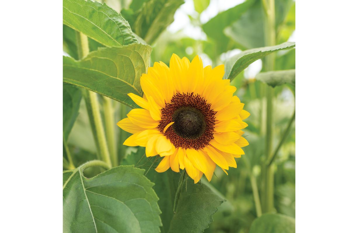 Orange – Sunflower Seed